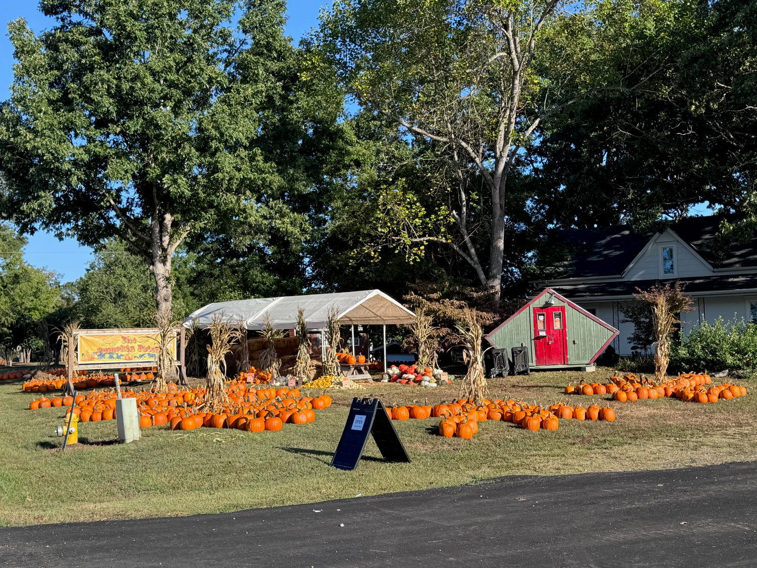 The Pumpkin Patch